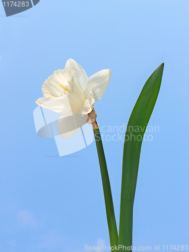 Image of Narcissus flower