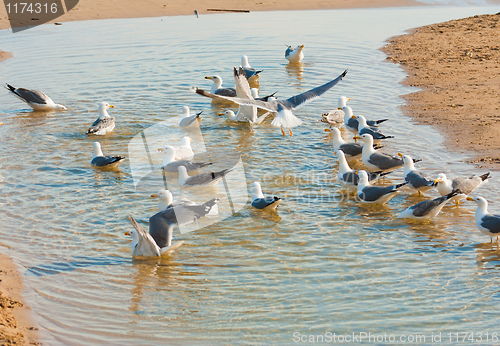 Image of Seagulls