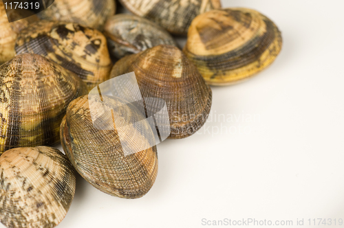 Image of Fresh clams