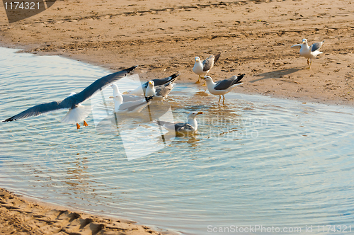 Image of Seagulls