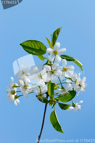 Image of Flowering cherry branch