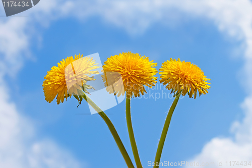 Image of Three dandelion flowers