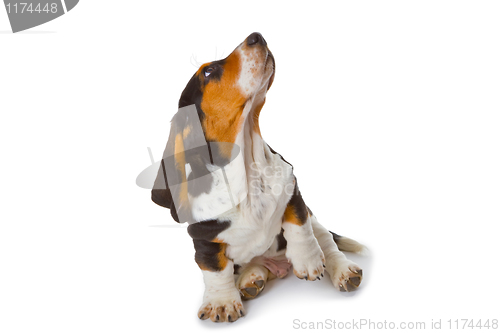 Image of Cute basset puppy