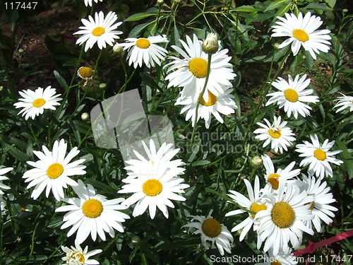 Image of back yard  garden