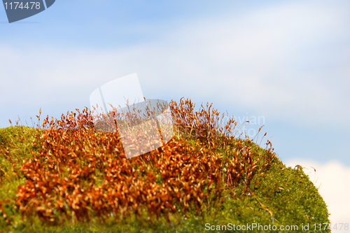 Image of Moss surface