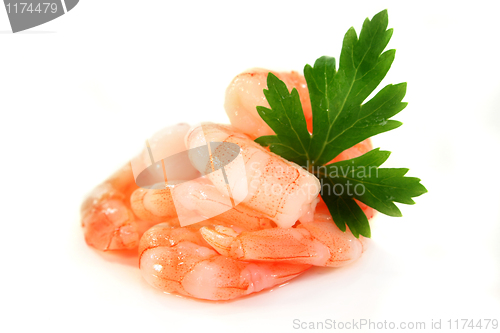 Image of Shrimp