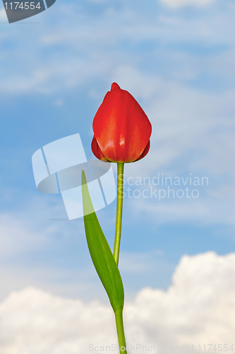 Image of Tulip flower