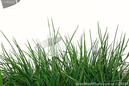 Image of Young green grass over white