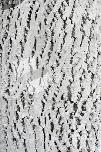 Image of Bark of tree covered with lime