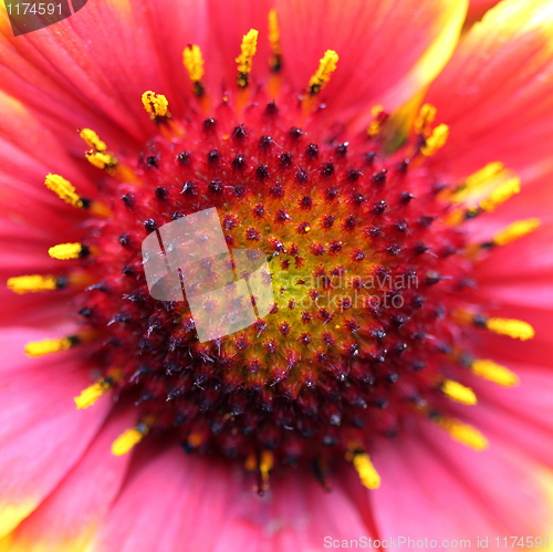 Image of gaillardia