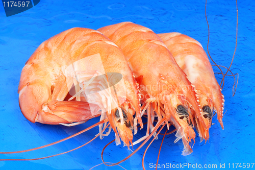 Image of Three shrimps over blue