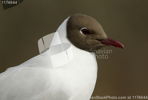 Image of Black-headed Gull