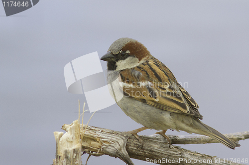 Image of House sparrow