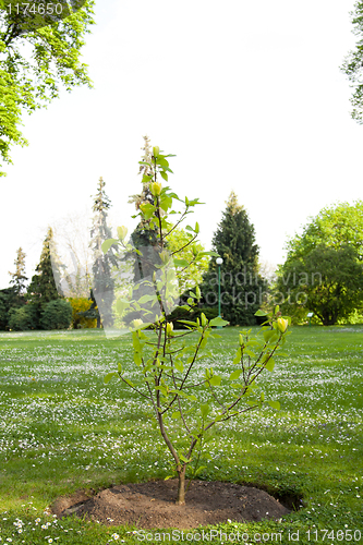Image of a flowering branch of a tree in the park.