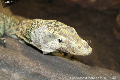 Image of lizard at the zoo in Prague