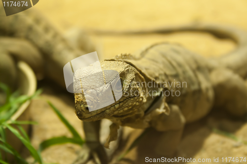 Image of lizard at the zoo in Prague