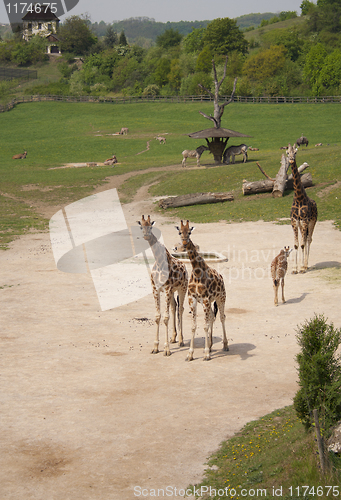 Image of giraffe, zoo in Prague, prairie