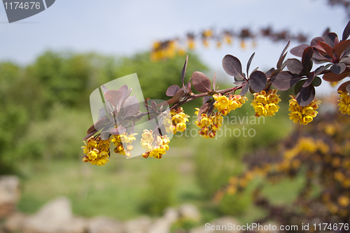 Image of a flowering branch of a tree in the park.