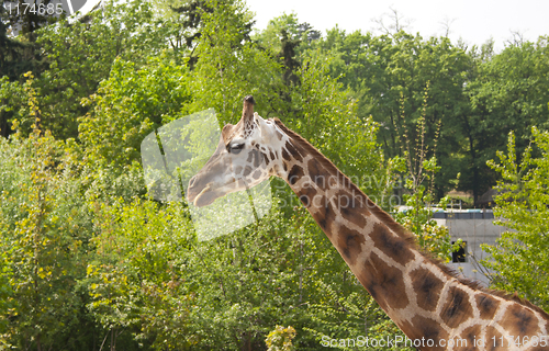 Image of giraffe, zoo in Prague, prairie