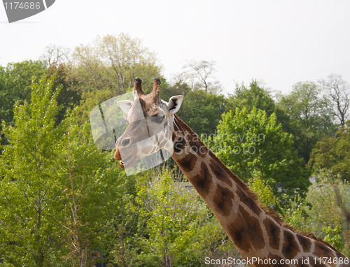 Image of giraffe, zoo in Prague, prairie