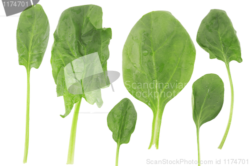 Image of ifferent shape of fresh spinach