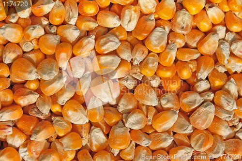 Image of Crop of corn fodder 