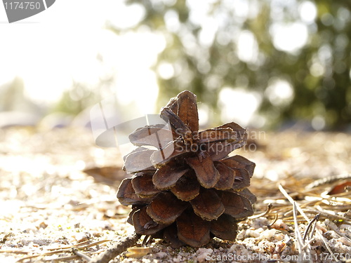 Image of pine cone 