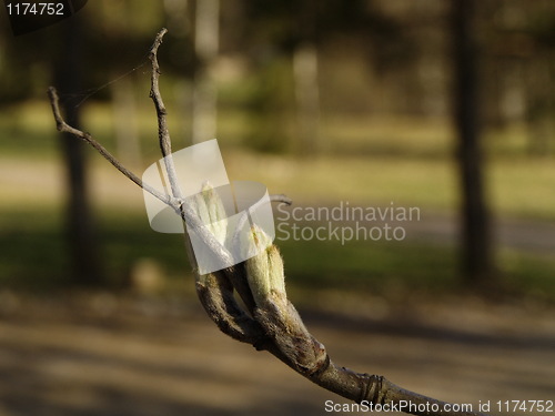 Image of buds