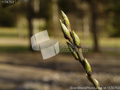 Image of branch with sprouts