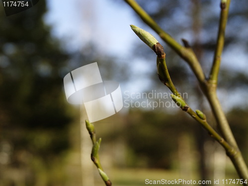 Image of branch with sprouts