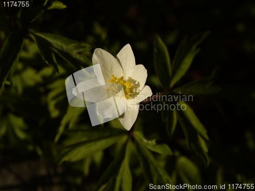 Image of white flower