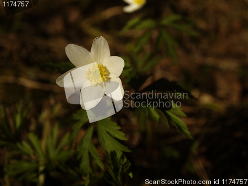 Image of white flower