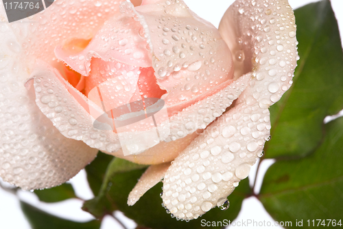 Image of close-up beautiful pink rose with water drops 