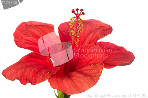 Image of red hibiscus isolated on the white background 