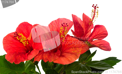 Image of red hibiscus isolated on the white background 