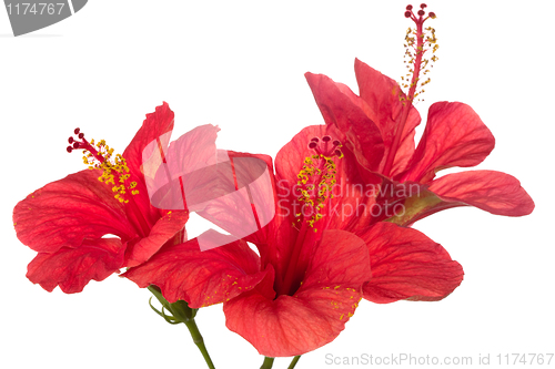 Image of red hibiscus isolated on the white background 