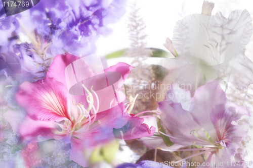 Image of beautiful flowers made with soft focus
