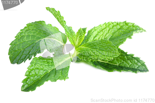 Image of fresh mint leaves isolated on a white background 