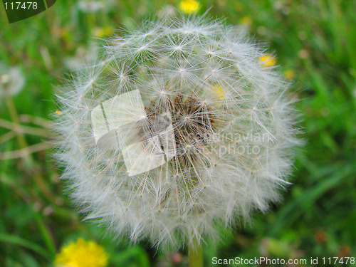 Image of white dandelion