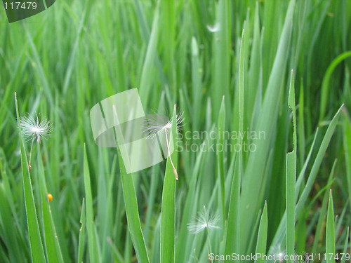 Image of seed of dandelion