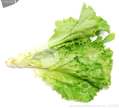 Image of lettuce