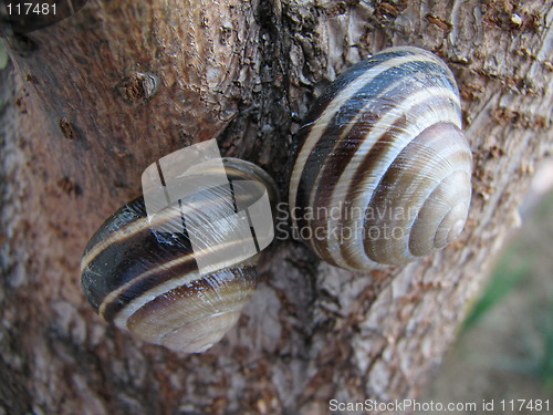 Image of snail on the tree