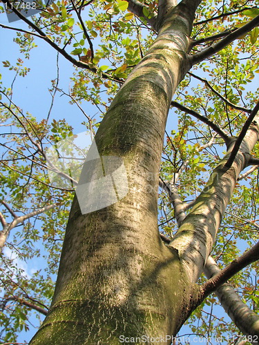 Image of walnut-tree