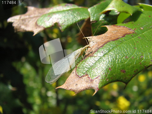 Image of bug on the leaf