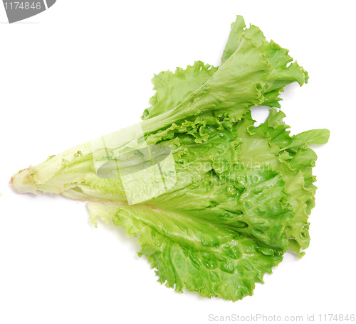 Image of lettuce