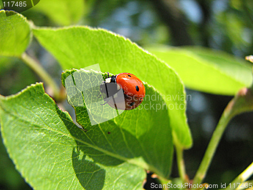 Image of ladybird