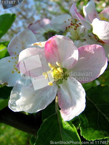 Image of apple flower