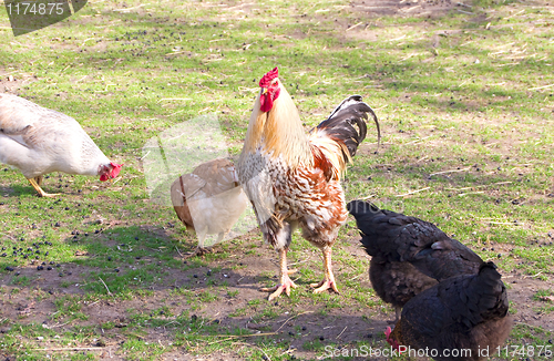 Image of cock and hens