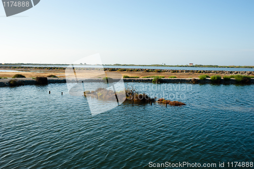 Image of Salt marsh