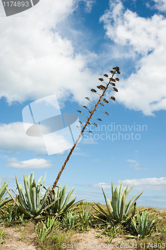 Image of Agave